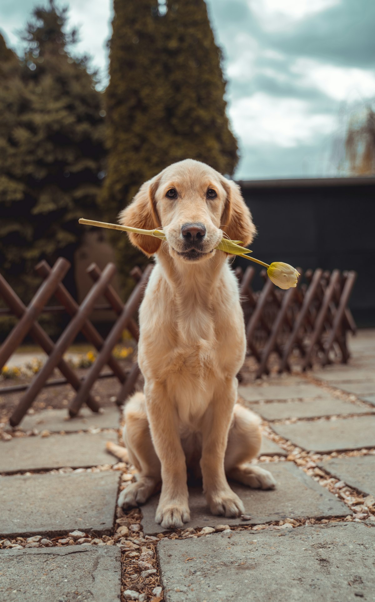 Max, perro mestizo perdido en Marratxí