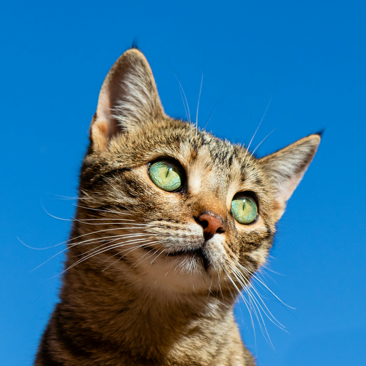 Nala, gata tricolor encontrada en Manacor