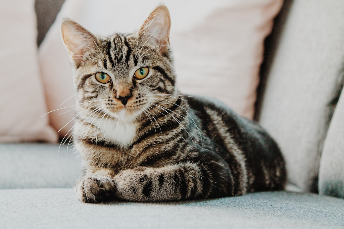 Otto, gato gris perdido en Llucmajor